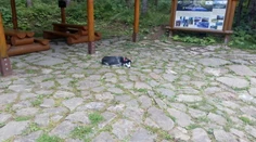 Príbeh strateného huskyho má šťastný koniec, už je u majiteľa z Poľska