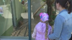 Straty počítajú v tisícoch. Bojnická zoo po uvoľnení opatrení opäť otvorila svoje brány