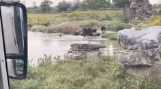 Medvede brutálne zaútočili na zamestnanca zoo parku. Sledovali to zhrození turisti