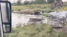 Medvede brutálne zaútočili na zamestnanca zoo parku. Sledovali to zhrození turisti