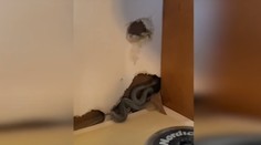 VIDEO: V dome bolo príjemne teplo. Keď sa doňho nová majiteľka nasťahovala, čakalo ju desivé prekvapenie