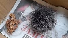 Bizarný omyl dobrosrdečnej ženy. Celú noc sa starala o huňatú čapicu, ktorú si zamenila s ježkom