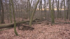 Tragédia v Bratislave: Konár zo stromu zabil pätročného chlapca