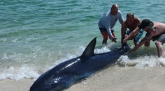 VIDEO: Turistov na pláži prekvapil obrovský žralok. Okamžite mu utekali na pomoc