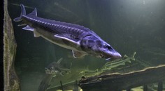 Jeseter zabil na Floride päťročné dievčatko