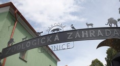 Bojnickú ZOO uzavreli. Po úhyne zvierat sa potvrdila vtáčia chrípka