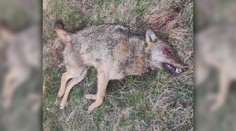 Polícia pátra po pytliakovi: Pri Svidníku niekto zastrelil chráneného vlka