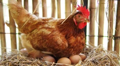Pod sliepkou čakalo farmára prekvapenie. „Adoptovala“ si nečakaného tvora