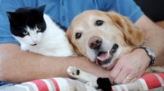 Psí hrdina! Retríver zachránil zrazeného kocúra