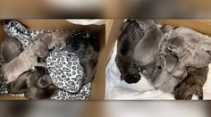 Fena neapolského mastifa vrhla rekordný počet mláďat