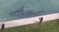 Nebezpečný predátor sa zatúlal. Muž ho našiel za dverami