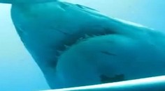 Tento žraločí obor si pokojne pláva v mori. Jeho zábery vyrážajú dych