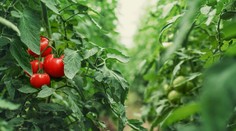 Zelenina, ktorá nepomáha len tráveniu. Vedci odhalili nečakané účinky na spánok aj spaľovanie kalórií