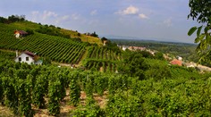 Keď sa darí hríbom, nedarí sa hroznu. Vína bude menej, no aké bude?