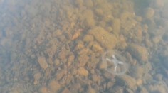 V tajchu v Novej Bani našli živočícha, ktorého by ste u nás nečakali