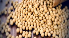 Slováci možno ani netušia, že jedia geneticky modifikované potraviny. Môže za to táto surovina