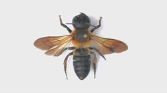 Na západnom Slovensku sa šíri invázny druh včely z Ázie. Pri stretnutí s ňou je nutné riadiť sa známym pravidlom