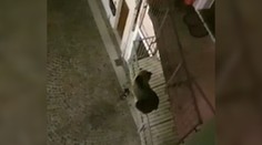 Zvieratá sú stále odvážnejšie: Medveď vyliezol na balkón obytného domu