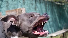 Hra so sestrou sa pre chlapca skončila katastrofou. Pitbul mu doslova roztrhal tvár