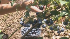 Krémové tekvicové rizoto s kúskami teľacej sviečkovej