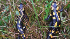 Po cestách momentálne tiahnu aj salamandry. Hoci ich chráni zákon, aj tak ich veľa hynie pod kolesami áut