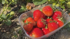 Prvé jahody sú tu a ľudia na samozberoch šalejú. Má to však jeden háčik