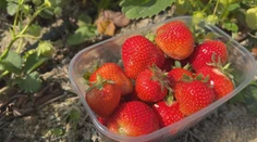 Prvé jahody sú tu a ľudia na samozberoch šalejú. Má to však jeden háčik