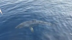 VIDEO: Hrôzostrašné stretnutie v Chorvátsku. Vedľa lode sa odrazu zjavil trojmetrový žralok