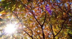 V Česku opäť padali teplotné rekordy. Namerali viac ako 14 stupňov