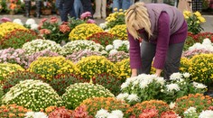 Obchody neváhajú. Na dušičky sa už môžete pripraviť teraz