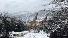 Juhoafričanov prekvapila snehová pokrývka, čudovali sa aj žirafy a slony