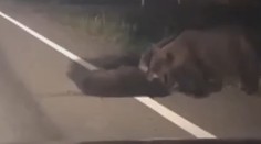 VIDEO: Srdcervúci boj medveďov. Zo všetkých síl zachraňujú zrazené mláďa