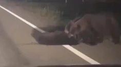 VIDEO: Srdcervúci boj medveďov. Zo všetkých síl zachraňujú zrazené mláďa