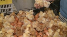 Desaťtisíce kuriatok zabijú mesačne len preto, že sa narodili ako samci