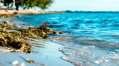 Nepríjemnosti na plážach Čierneho mora: Pobrežie zaplavili zapáchajúce riasy