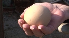 Rekordné vajce, ktoré zniesla sliepka z Hornej Nitry, ukrývalo prekvapenie