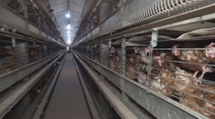 Vajcia z klietkového chovu zmiznú z predaja. Hydinári, ktorí sa nestihnú prispôsobiť, majú dve možnosti