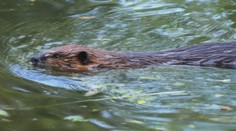 Bobry v Tatrách sa pohybujú v okolí zdroja pitnej vody. Ako si s nimi poradia?