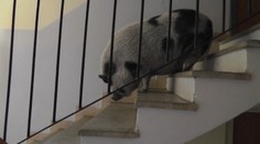 Panelákové prasa Lucia napadlo suseda, uhryzlo ho do nohy