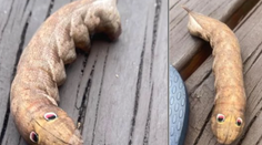 Austrálčanka našla na záhrade bizarného tvora s „očami“ ako z animáku. Vedci nakoniec záhadu rozlúštili