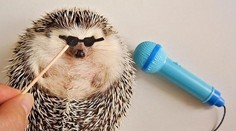 Najpopulárnejší a najroztomilejší ježko? Rozhodne tento!