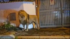 VIDEO: Chvíle hrôzy pre obyvateľov. Po uliciach talianskeho mesta sa prechádzal lev