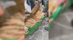 Chovateľovi zhabali štátni inšpektori tri tigre. Nelegálne ich držal v garáži