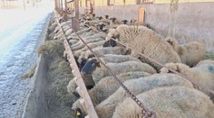 Tuhé mrazy menia na Slovensku správanie zvierat. Chovatelia hovoria o veľkých opatreniach