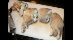 Psíčková, psushi. Takéto recepty šokujú na českom webe