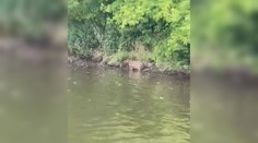 VIDEO: Exotické dobrodružstvo na juhu Slovenska. Spozorovali tam najväčšieho hlodavca planéty