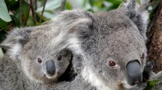 „Symbol“ Austrálie pomaly vymiera. Rozkošné zviera zaradili na zoznam ohrozených druhov