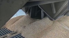 Štáty sa samé rozhodujú, či predĺžia zákaz dovozu ukrajinského obilia. Postoj zaujala aj naša vláda