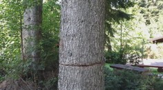 Zvolenčan zakopal v lese hotový poklad. Ukradol ho z rodinného domu