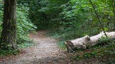 Lesného robotníka (†56) zabil v lese padajúci strom